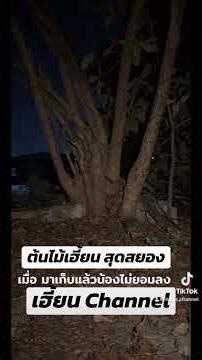 #The most terrifying haunted tree. When we went to collect the remains, the tree refused to leave...