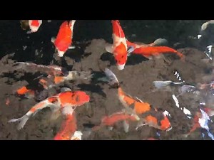 Koi Fish Feeding Habits: Do They Have Food Preferences?