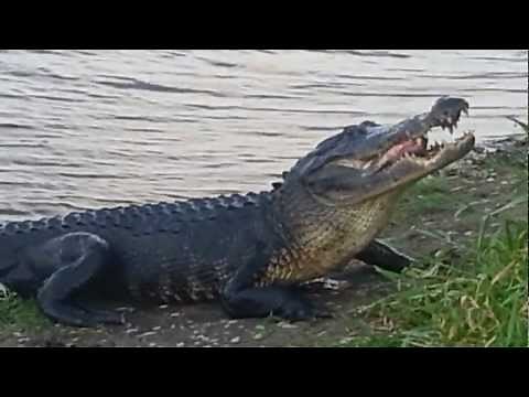 American Alligator eating a Tilapia in SW Florida