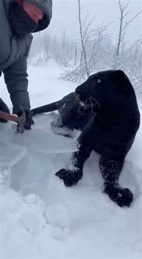 Frozen Black Leopard Rescue in America 🇺🇸 | Man Breaks Ice to Save Trapped Wildlife #blackleopard