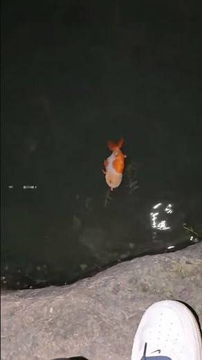 In China, you can catch the ranchu Goldfish while fishing! miracle! #koi #aquaticpets #goldfish