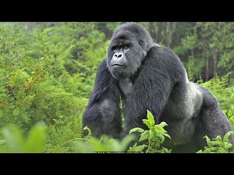 Gorilla Sounds Effects