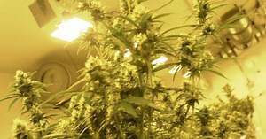 Court: Colo. police can destroy seized marijuana