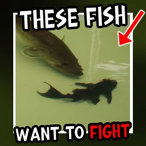 340K views · 818 reactions | Theyre So Aggresive! 郎 | RAWWFishing | Facebook