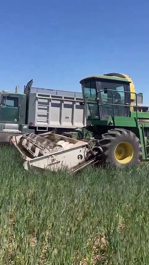 Chopping some short triticale with our JD 5830 and a Hesston swather head that was first modified to fit a field queen and then was modified by our Dad to fit our chopper in the 90s! | Peterson Farm Bros