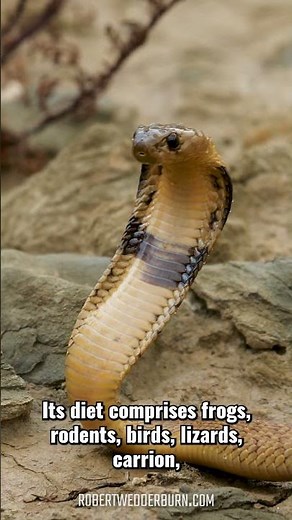 Cape Cobra Eats Other Venomous Snakes #wildlife #predator #shorts