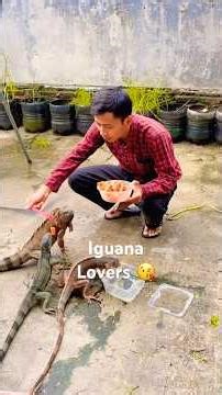 Iguana lovers #iguana #reptile #kadalpetir #animals #hewan #lizard #greeniguana #rediguana