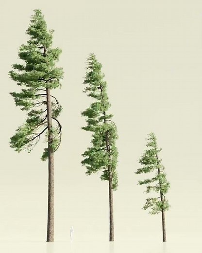 3D Pine Trees made with Geometry Nodes