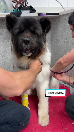 Chief's Health Update: Understanding Dog Ulcers
