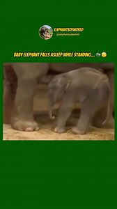Baby elephant falls asleep while standing… 🐘😴 ▪️ 🐘 𝐓𝐚𝐠 𝐚𝐧 𝐄𝐥𝐞𝐩𝐡𝐚𝐧𝐭 𝐥𝐨𝐯𝐞𝐫 𝐚𝐧𝐝 𝐬𝐡𝐚𝐫𝐞 🐘 ▪️ 𝐈𝐟 𝐲𝐨𝐮 𝐥𝐨𝐯𝐞 𝐄𝐥𝐞𝐩𝐡𝐚𝐧𝐭𝐬 𝐭𝐡𝐞𝐧 𝐝𝐨 𝐟𝐨𝐥𝐥𝐨𝐰 👇 @elephantsofworld ▪️ ▪️ ▪️ 𝑫𝑴 𝒇𝒐𝒓 𝒄𝒓𝒆𝒅𝒊𝒕 ▪️ ▪️ ▪️ ➖ ➖ ➖ ➖ ➖ ➖ ➖ ➖ ➖ ➖ ➖ ➖ #elephant #elephantlove #elephants #elephantlover #elephantlovers #elephantfamily #elephantsofworld #elephantparade #elephantjournal #elephantsantuary #elephantbaby#elephantorphanage #elephant🐘 #elephantears #elephantrock #ele