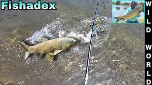 Intense pursuit: The fight to land a true canal giant