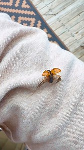 26K views · 76 reactions | Everyone says ladybugs are good luck… but what do you think? ✨ Do they actually mean something, or is it just smoke & mirrors? #Ladybug #GoodLuck #Symbolism #Meaning #SpiritualTikTok #SignsFromTheUniverse #NatureVibes #SlowMotion #LuckyCharm | Adam Pike | Facebook