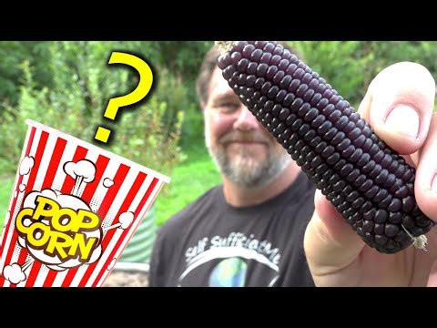 Does homegrown purple popping corn pop purple?