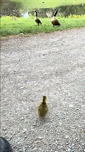 ECO Helps Abandoned Gosling Get Adopted By New Family