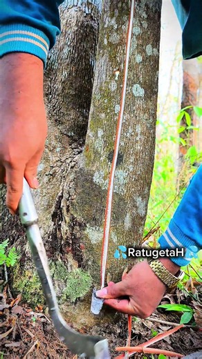 The sultan's sap harvest is eaten by squirrels #seluruhdunia #bushcraft #petanikaret #satisfying