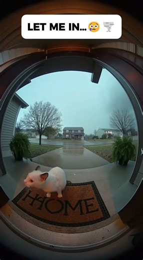 Heartbreaking CCTV: Cat Pleads for Help Before Tornado Strikes 🌪️💔 #cat #aivideo #cctv #catvideo