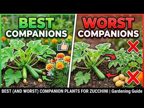 Best (and Worst) Companion Plants for Zucchini | Gardening Guide
