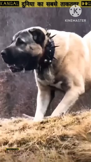 "#Kangal - 743 PSI वाला मौत का रक्षक! दुनिया का सबसे ताकतवर Dog 🔥🐺