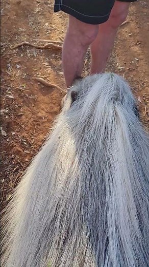 Close Encounter With A Bushpig In South Africa!