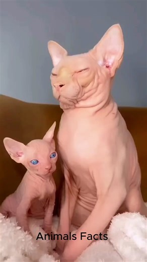 1.5K views · 16 reactions | Discover Sphynx Cat  #sphynxcat #sphynx | Animals Facts | Facebook