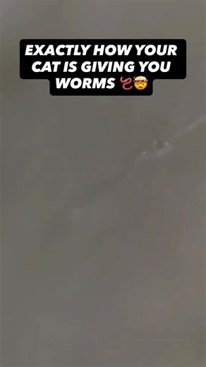 If you have pets, you have parasites. Period. Pets are the NUMER ONE way people contract parasites. Your pets are constantly exposed — picking up parasites from soil, water, other animals — and they bring them right into your home. If your dog licks your face, sleeps in your bed, or your cat roams your countertops… You’re exposed whether you realize it or not. Disturbing facts: ➡️ Parasites can survive inside the human body for up to 30 years if not addressed. ➡️ Regular parasite cleansing used 