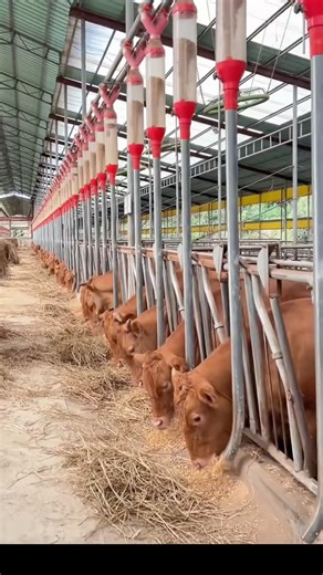 Watch How Smart Farming Technology Feeds Cattle Faster and More Efficiently #work