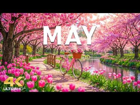 Blossoming May 4K – A Peaceful Garden Awakening 🌸 Garden Flowers, Soft Sunlight & Gentle Breezes