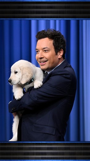 The Tonight Show on Instagram: "Tonight Show Puppy Predictors Super Bowl Edition: @seahawks vs. @patriots 🐾 @snfonnbc #FallonTonight #SBLX #SNFonNBC"