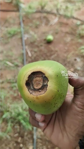 Part 2 - Shocking Treatment to Coconut tree #coconut #tree #insects #control