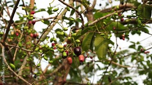 Syzygium cumini fruit in the wind on a tree branch, oval in shape, red to blackish when ripe and green when unripe. This species is also called Black plum, Java plum, Malabar plum, Jamblang and Juwet.