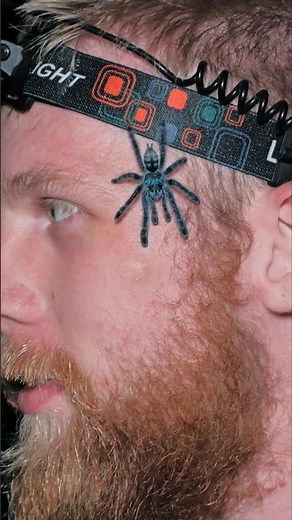 Sometimes you hunt the tarantula, sometimes the tarantula hunts you 🤣. #tarantula #spider #nature