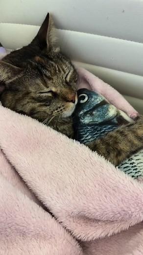 kira the cat on TikTok