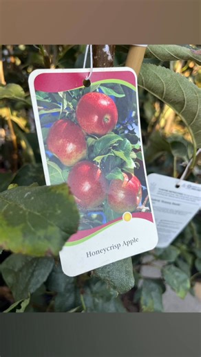2.8K views · 24 reactions | Fruit trees and more for fall planting!...