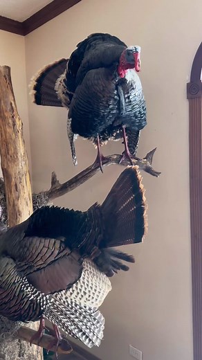 Achieving My Dream Turkey Mount: A Stunning Taxidermy Display