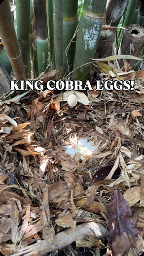 Caveman Wildlife on Instagram: "Really cool experience with the @balireptilerescue getting to relocate this Sunda King Cobra (Ophiophagus bungarus) and her eggs! 🐍👑🐍👑🐍👑🐍👑🐍👑🐍👑🐍👑🐍👑🐍👑 #wildlife #snakes #reptile #reels #nature"
