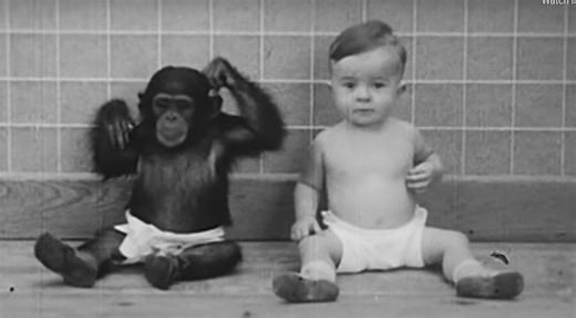 The controversial study that raised a human infant alongside a chimpanzee