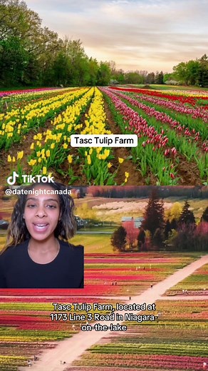 Explore the Tasc Tulip Farm in Ontario This Spring