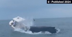 ‘Three Seconds to Act’: Boater Recounts How Whale Capsized His Vessel
