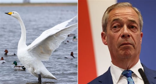 Video claiming to show 'migrants eating swan' was from 15 years ago