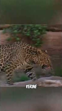 Adam leopar'a aşık oluyor ve leopar gibi olmaya çalışıyor #keşfet #part2