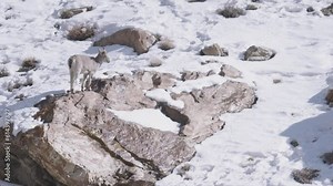 Solo Bharal (Blue Sheep) looks out for danger in the Himalayas of India.