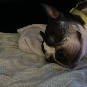ytgfr1233 - Twitch