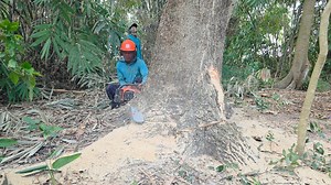 Best skill man cutting tree‼️ | Iswoko