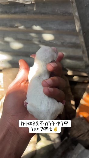 all dogs market (@all.dogs.market1)’s videos with original sound - 𝗔❤️‍🩹𝗠 ᵠᵘᵒᵗᵉˢ