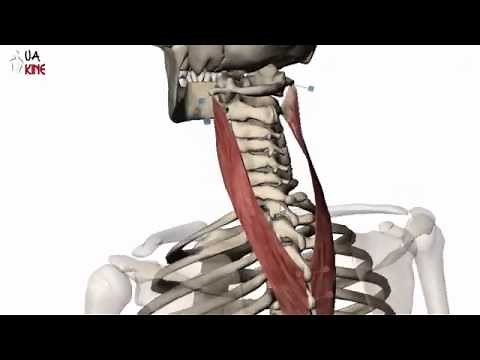 Anatomía Esplenio del Cuello (Características)