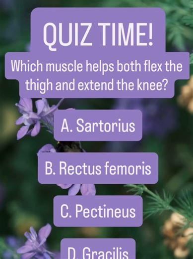 Quiz: Muscle That Flexes Thigh and Extends Knee