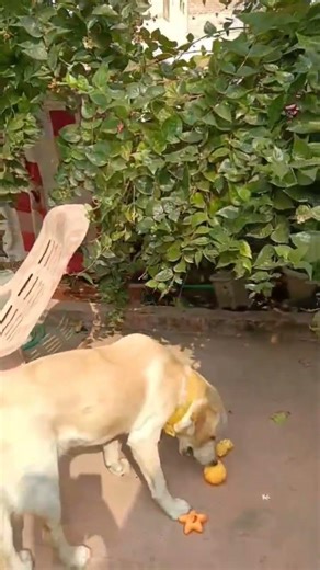 LADDU kya kar raha hai 🤔 #viral #trending #comedy #explore #dog