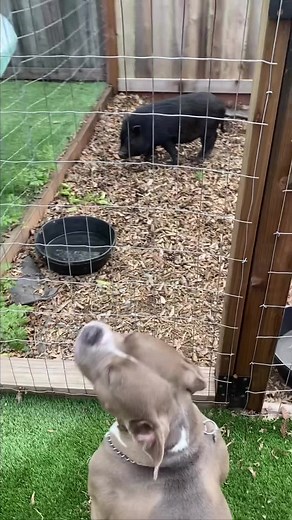 I love pigs so much 🥺❤️🐷 #micropig #micropigs #minipig #minipigs #piglet #piglets #pig #pigs #babypig #babypigs #pigmom #pigmum