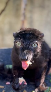 7K views · 306 reactions | Happy chewsday from our male blue-eyed black lemur! This species primarily eats fruit, but they will also snack on flowers, insects, and fungi. The blue-eyed black lemur is one of the most endangered primates in the world. Native to Madagascar, there may be fewer than 1,000 individuals remaining in the wild. #Lemur #Endangered #ASMR : Animal Keeper L’Oréal Dunn | Los Angeles Zoo | Facebook