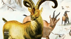 8.1K views · 1.4K reactions | Le clonage peut-il contribuer à la sauvegarde des espèces en voie de disparition ? Face à l’appauvrissement généralisé de la biodiversité, certains scientifiques créent des clones pour augmenter le nombre d’espèces et la diversité génétique. Ces projets sont toutefois controversés. Mais seront-ils viables ? | Fatoumata Chérif | Facebook